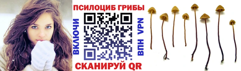 наркота Весьегонск Галлюциногенные грибы Psilocybe